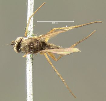 Media type: image;   Entomology 13003 Aspect: habitus dorsal view